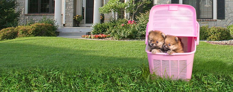 How to Train a Pomeranian Puppy to Use a Litter Box